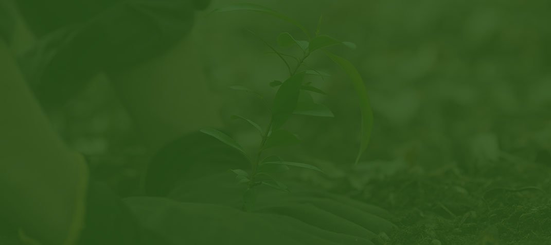 Ohana Tree Bros LLC gallery 9